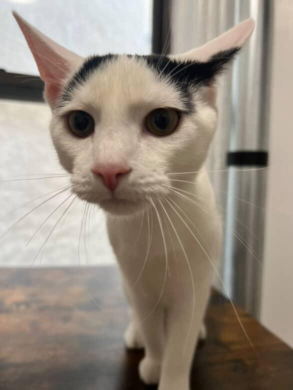 Jasper *foster needed*