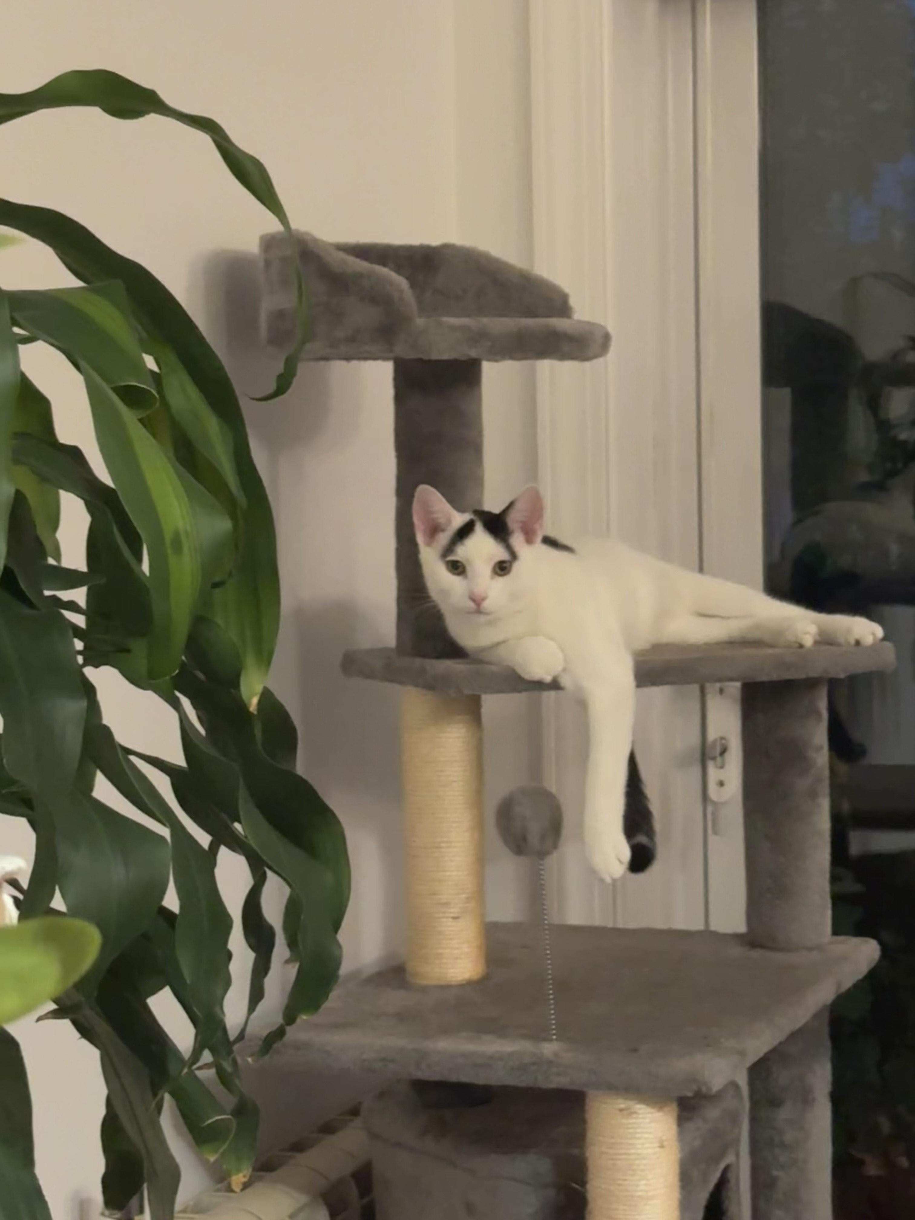 Jasper *foster needed*