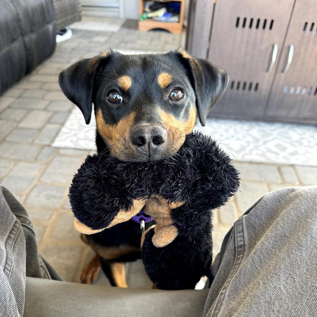 Enlarge Bentley, a Adoptable Rottweiler in Glendale, AZ image 1/6