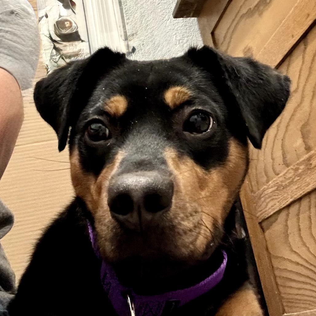 Enlarge Bentley, a Adoptable Rottweiler in Glendale, AZ image 2/6