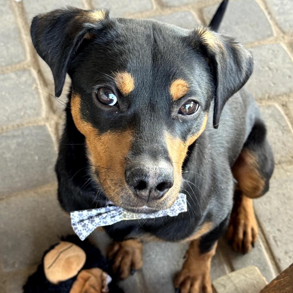 Enlarge Bentley, a Adoptable Rottweiler in Glendale, AZ image 3/6