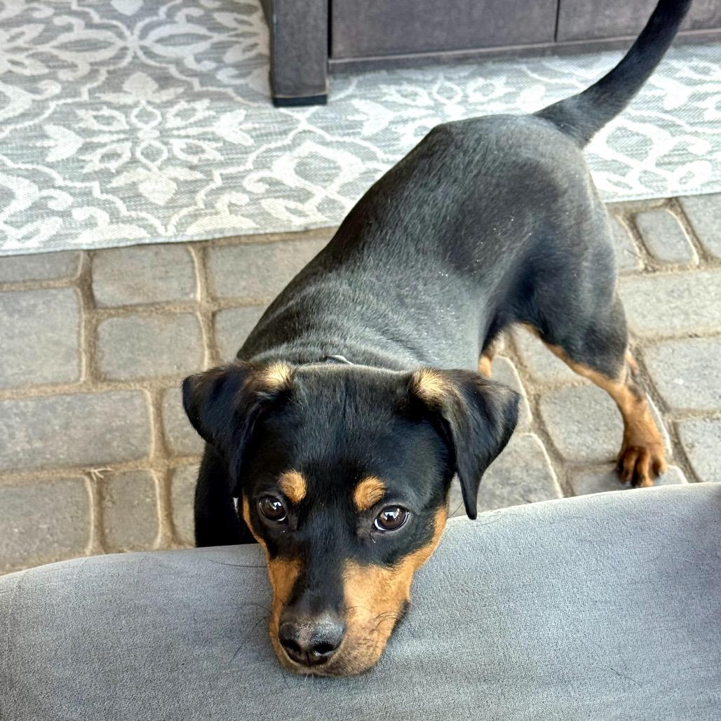 Enlarge Bentley, a Adoptable Rottweiler in Glendale, AZ image 4/6