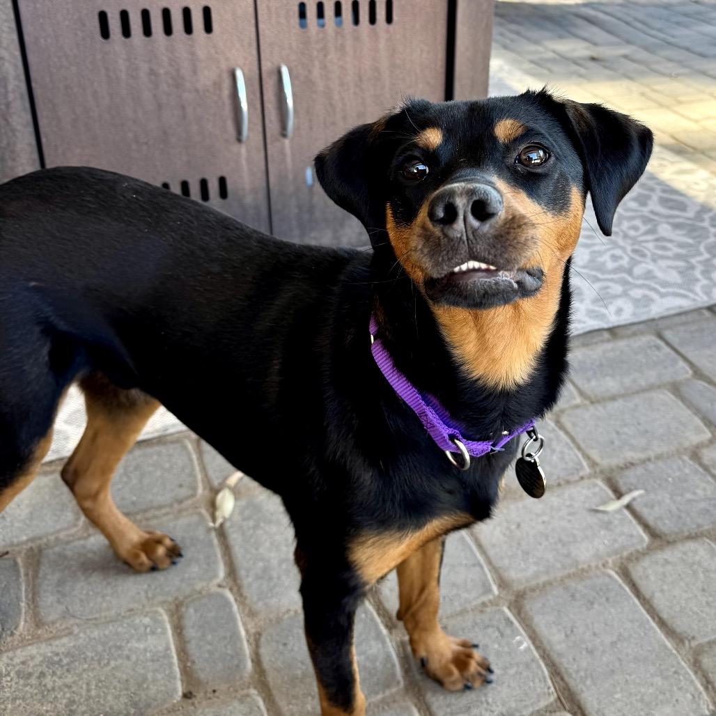 Enlarge Bentley, a Adoptable Rottweiler in Glendale, AZ image 5/6