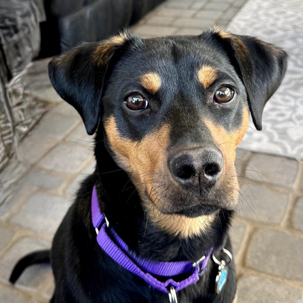 Enlarge Bentley, a Adoptable Rottweiler in Glendale, AZ image 6/6