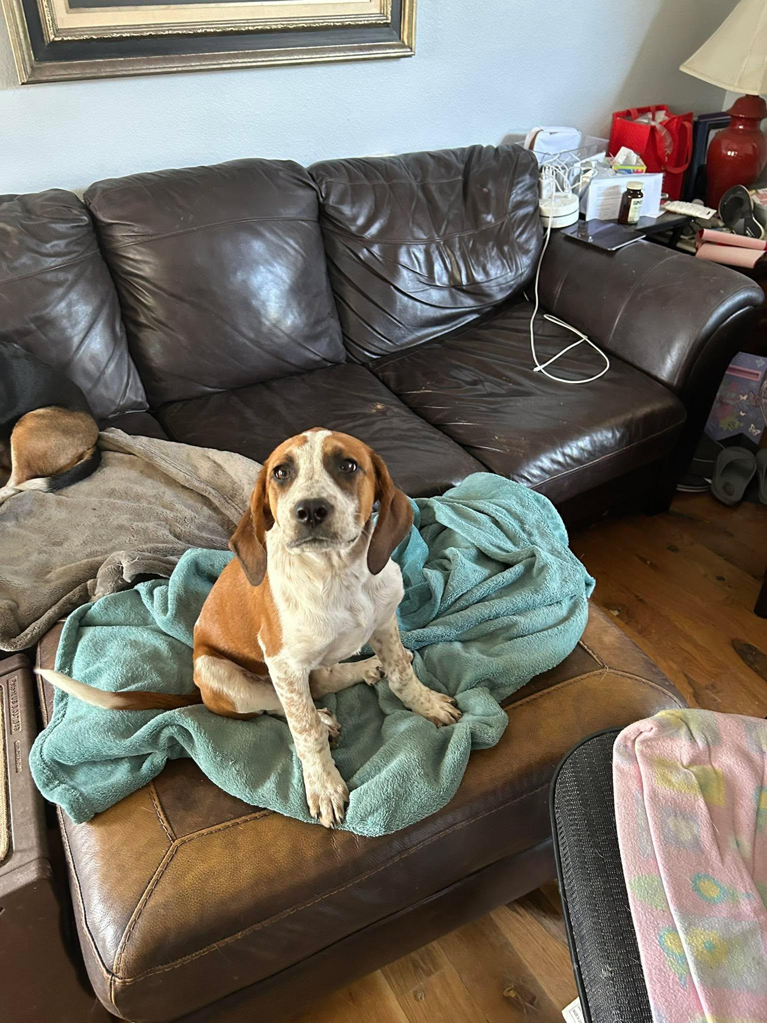 Enlarge Wynona Judd, a Adoptable mixed breed in TULSA, OK image 1/4