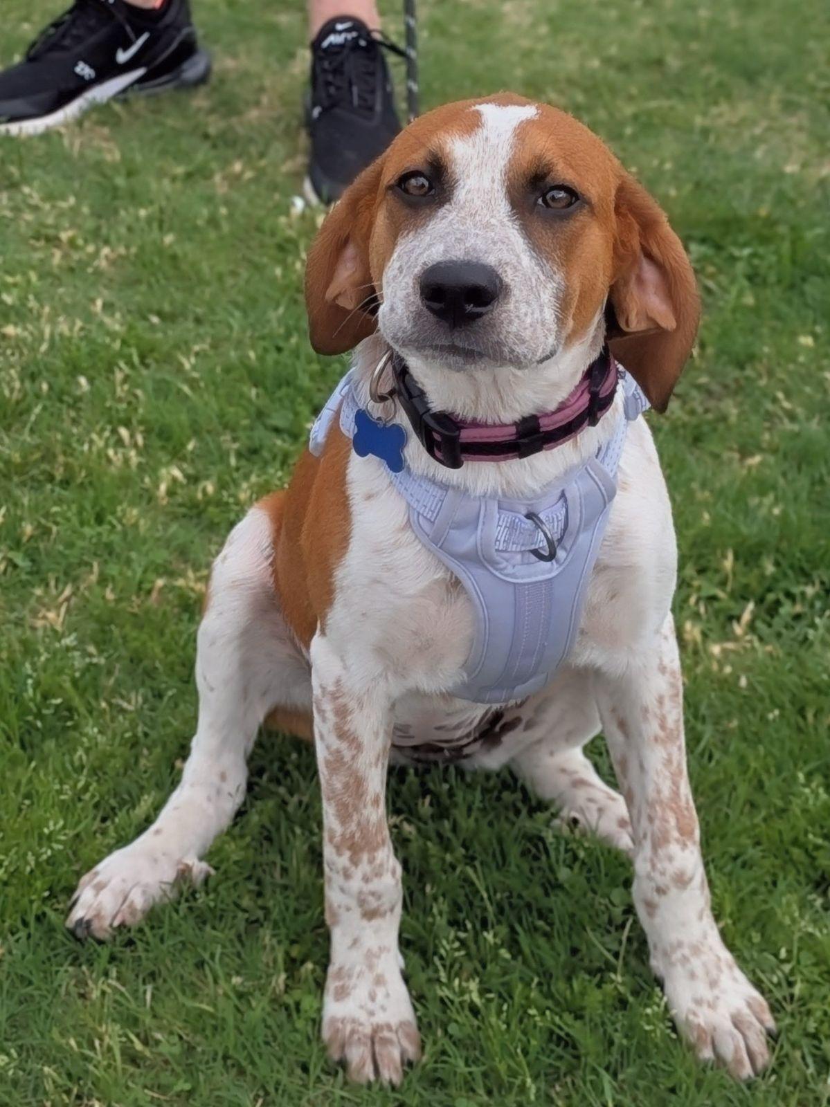 Wynonna Judd, Adoptable, Puppy Female English Coonhound.