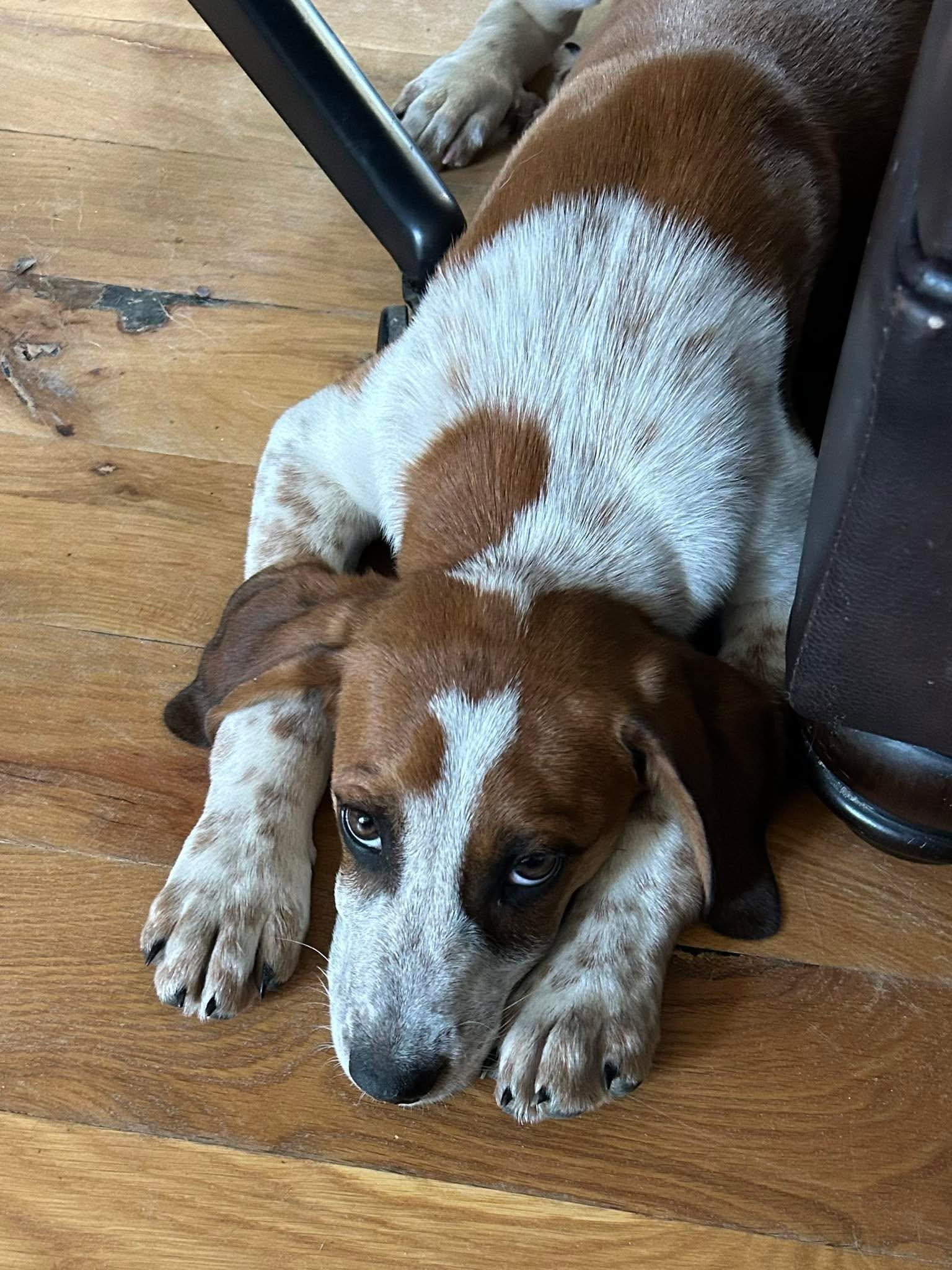 Enlarge Wynona Judd, a Adoptable mixed breed in TULSA, OK image 2/4