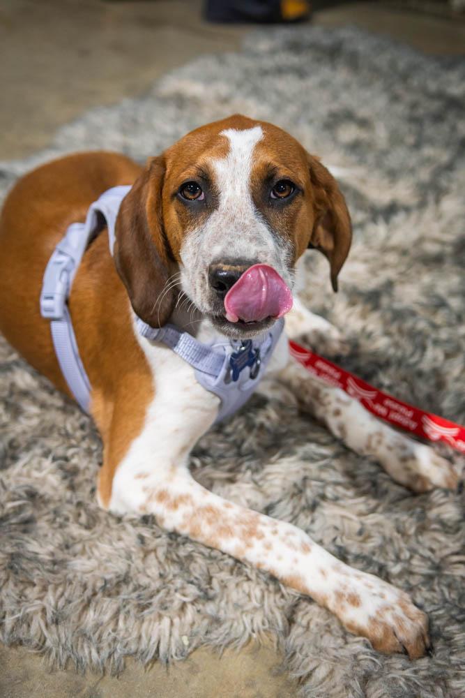 Enlarge Wynonna Judd, a Adoptable mixed breed in TULSA, OK image 2/6