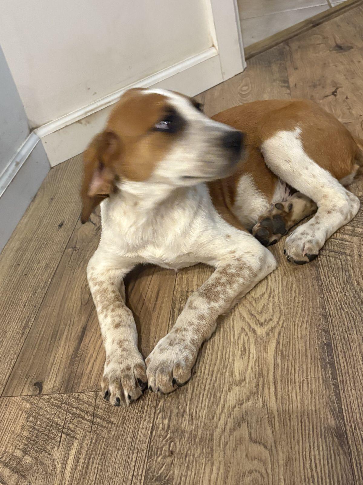 Enlarge Wynona Judd, a Adoptable mixed breed in TULSA, OK image 3/4