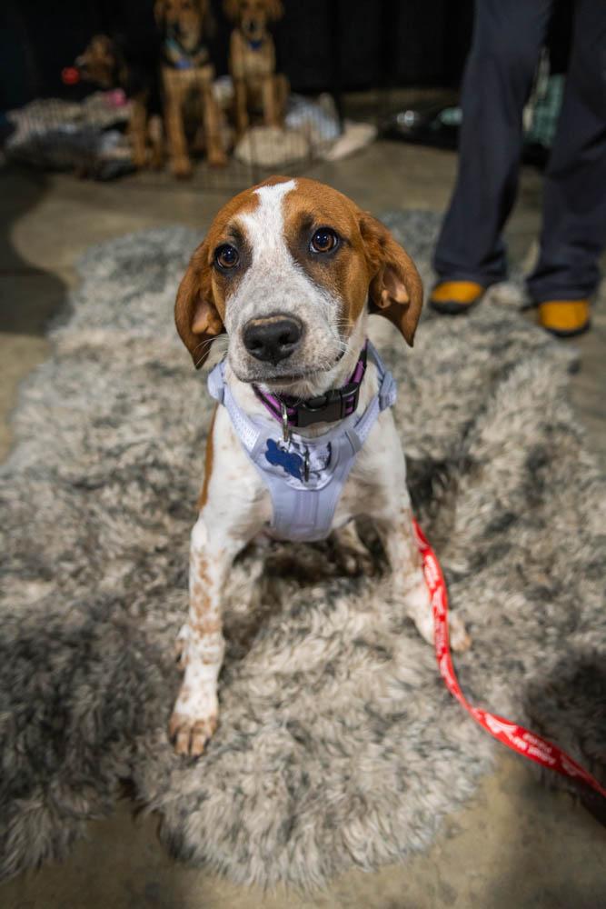 Enlarge Wynonna Judd, a Adoptable mixed breed in TULSA, OK image 3/6