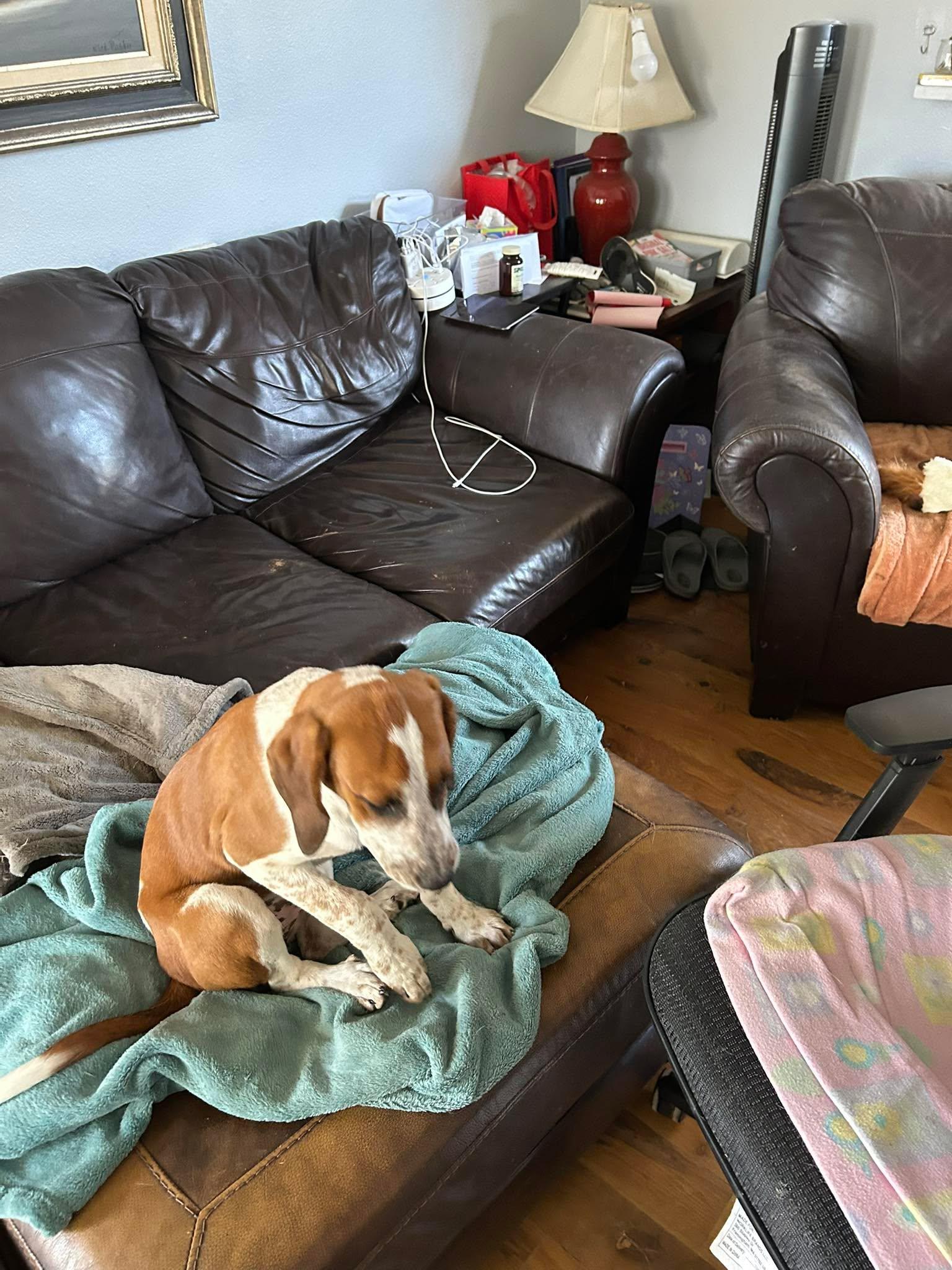 Enlarge Wynona Judd, a Adoptable mixed breed in TULSA, OK image 4/4