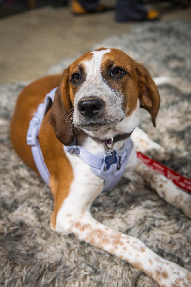 Enlarge Wynonna Judd, a Adoptable mixed breed in TULSA, OK image 4/6