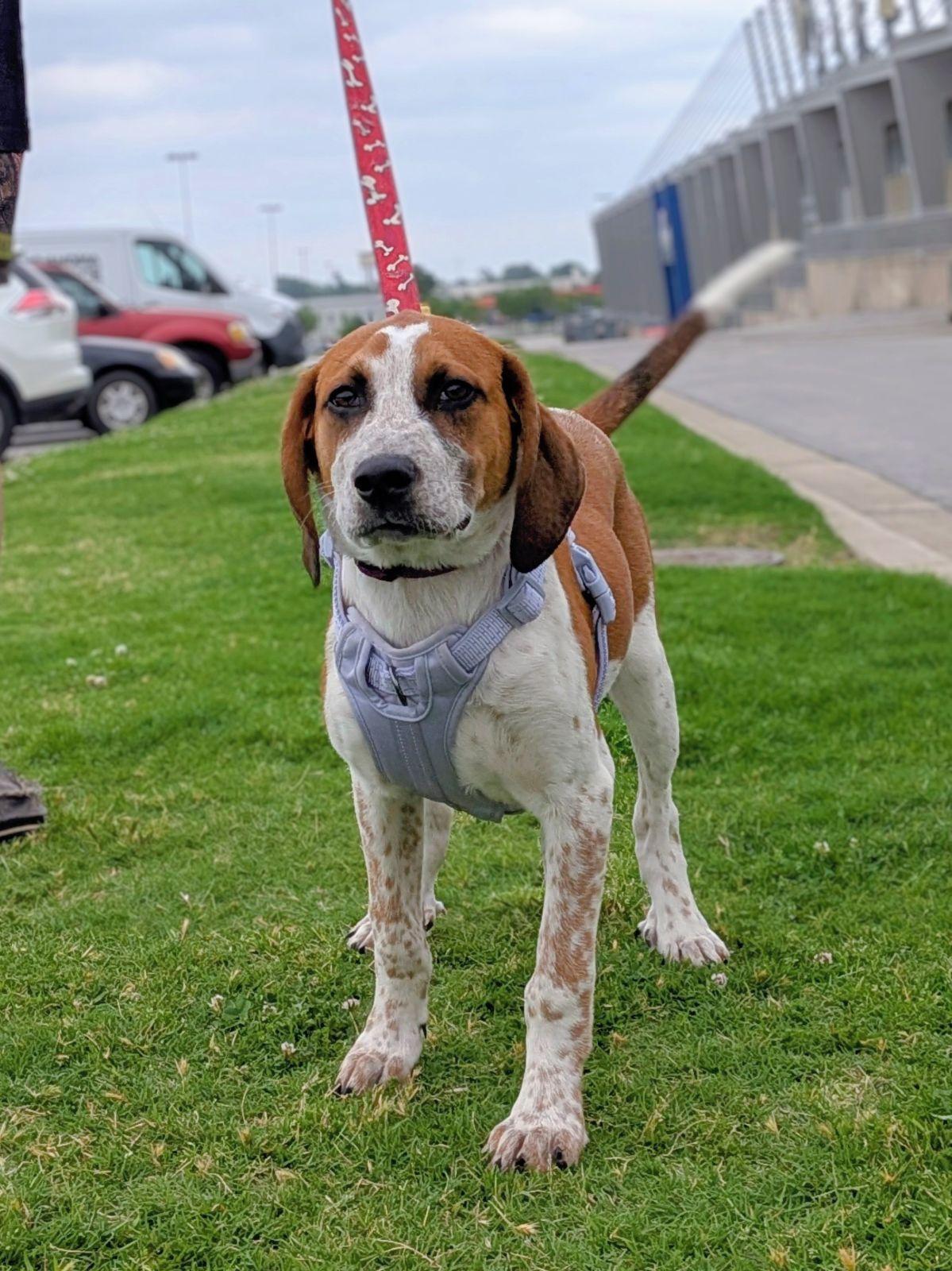 Enlarge Wynonna Judd, a Adoptable mixed breed in TULSA, OK image 5/6
