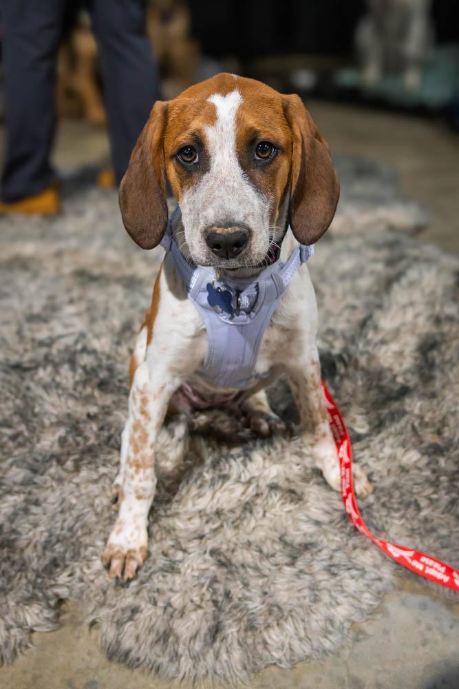 Enlarge Wynonna Judd, a Adoptable mixed breed in TULSA, OK image 6/6