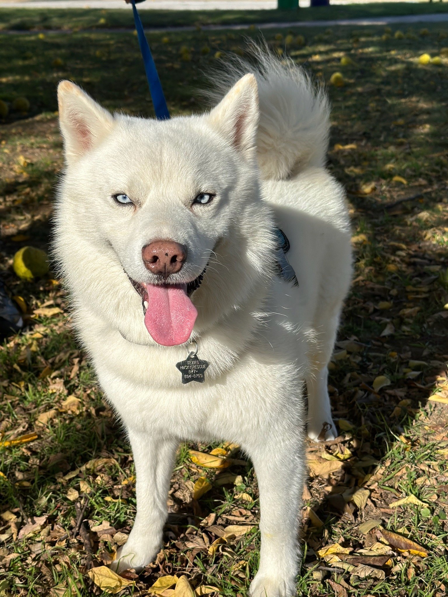 Crumbles, a Adoptable mixed breed in Carrollton, TX image 1/5