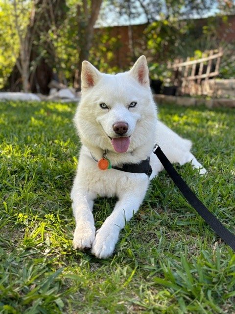 Crumbles, a Adoptable mixed breed in Carrollton, TX image 2/5