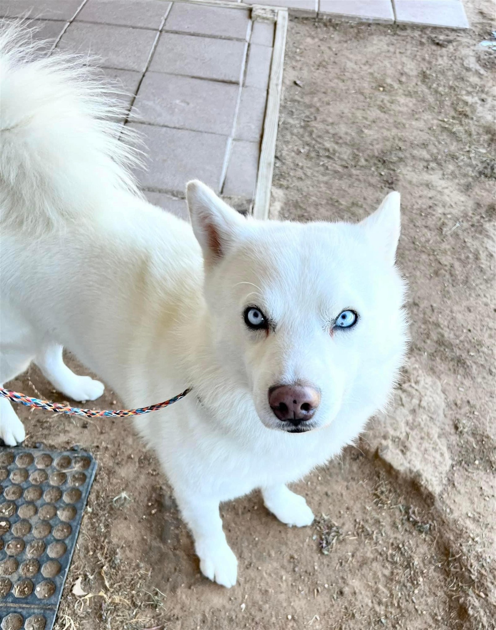 Crumbles, a Adoptable mixed breed in Carrollton, TX image 3/5