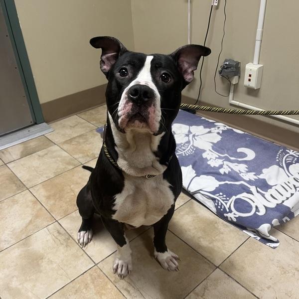Lincoln (mcas), Adoptable, Adult Male American Staffordshire Terrier.