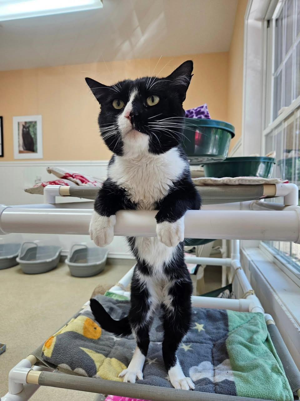 Enlarge Flash, a Adoptable Domestic Short Hair in Westbrook, CT image 3/6