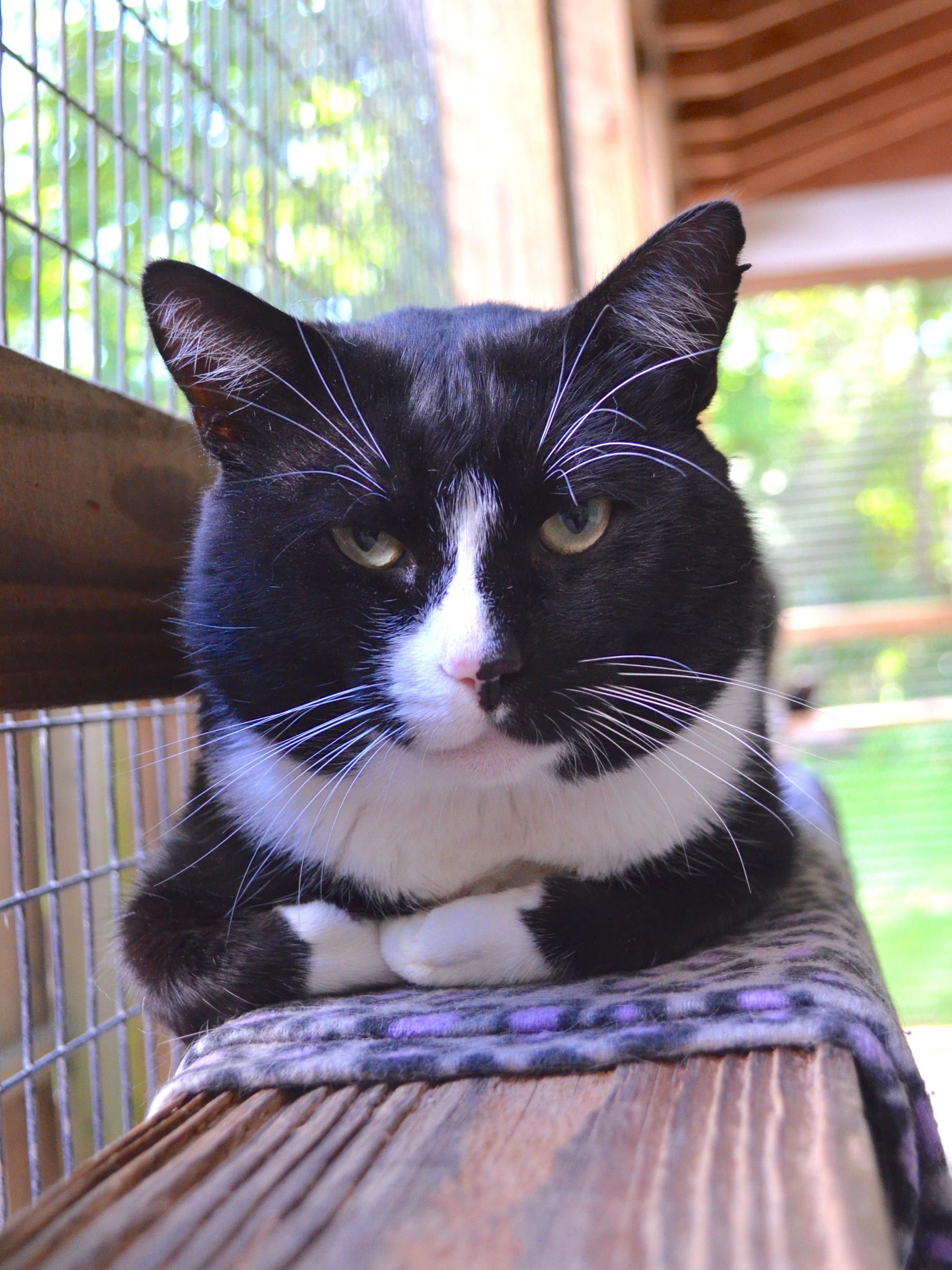 Enlarge Flash, a Adoptable Domestic Short Hair in Westbrook, CT image 5/6