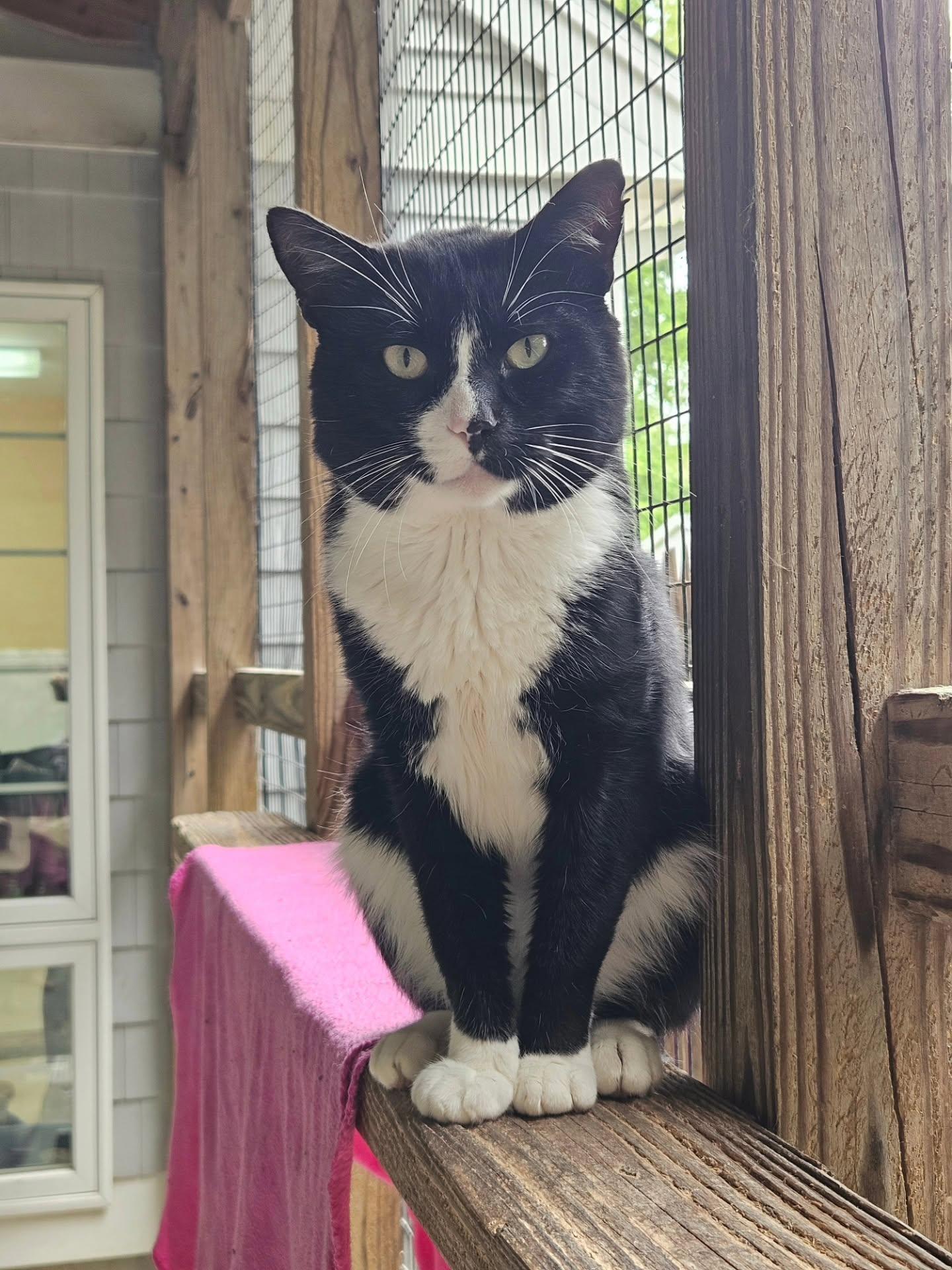 Enlarge Flash, a Adoptable Domestic Short Hair in Westbrook, CT image 1/6