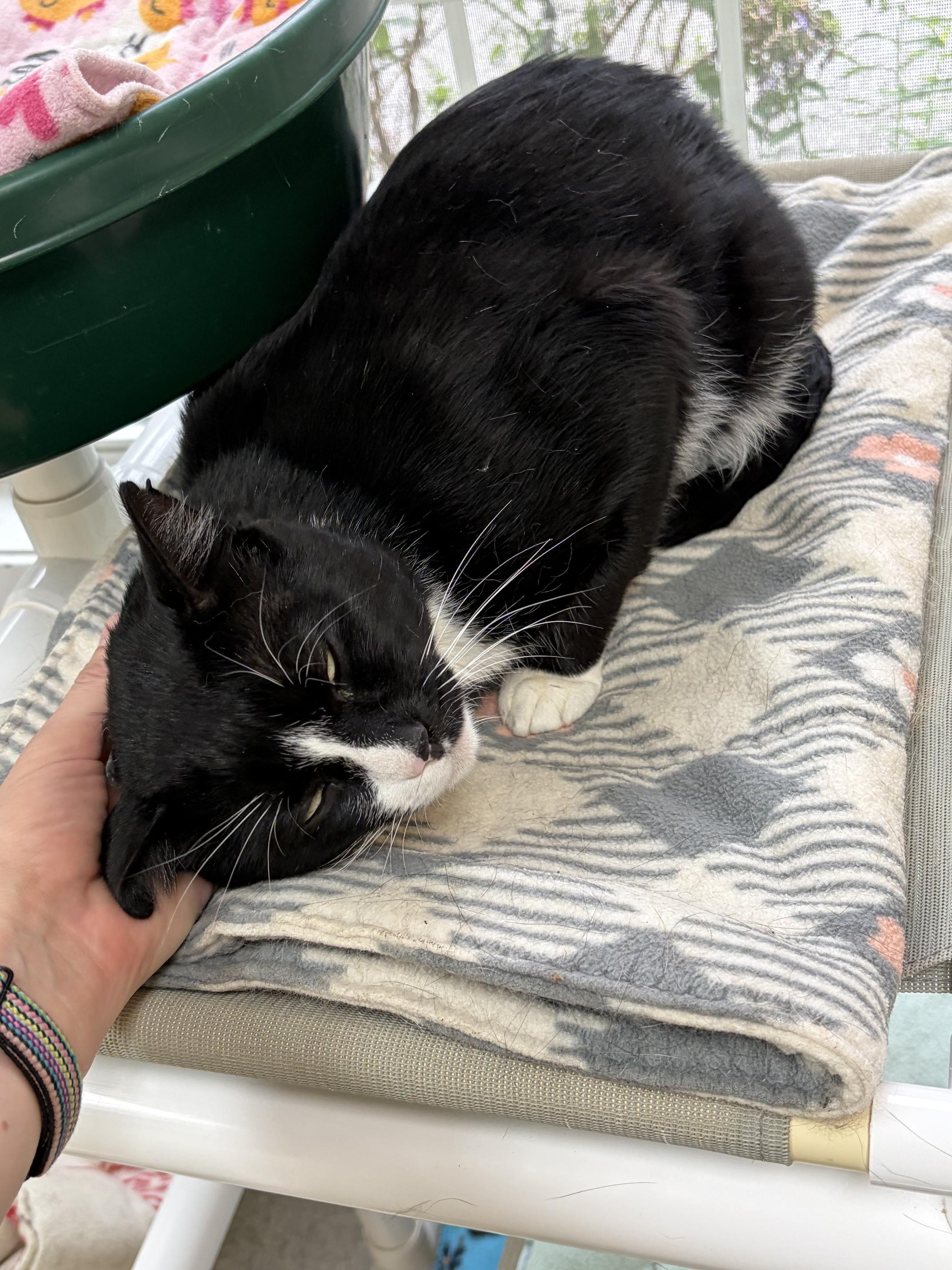 Enlarge Flash, a Adoptable Domestic Short Hair in Westbrook, CT image 6/6