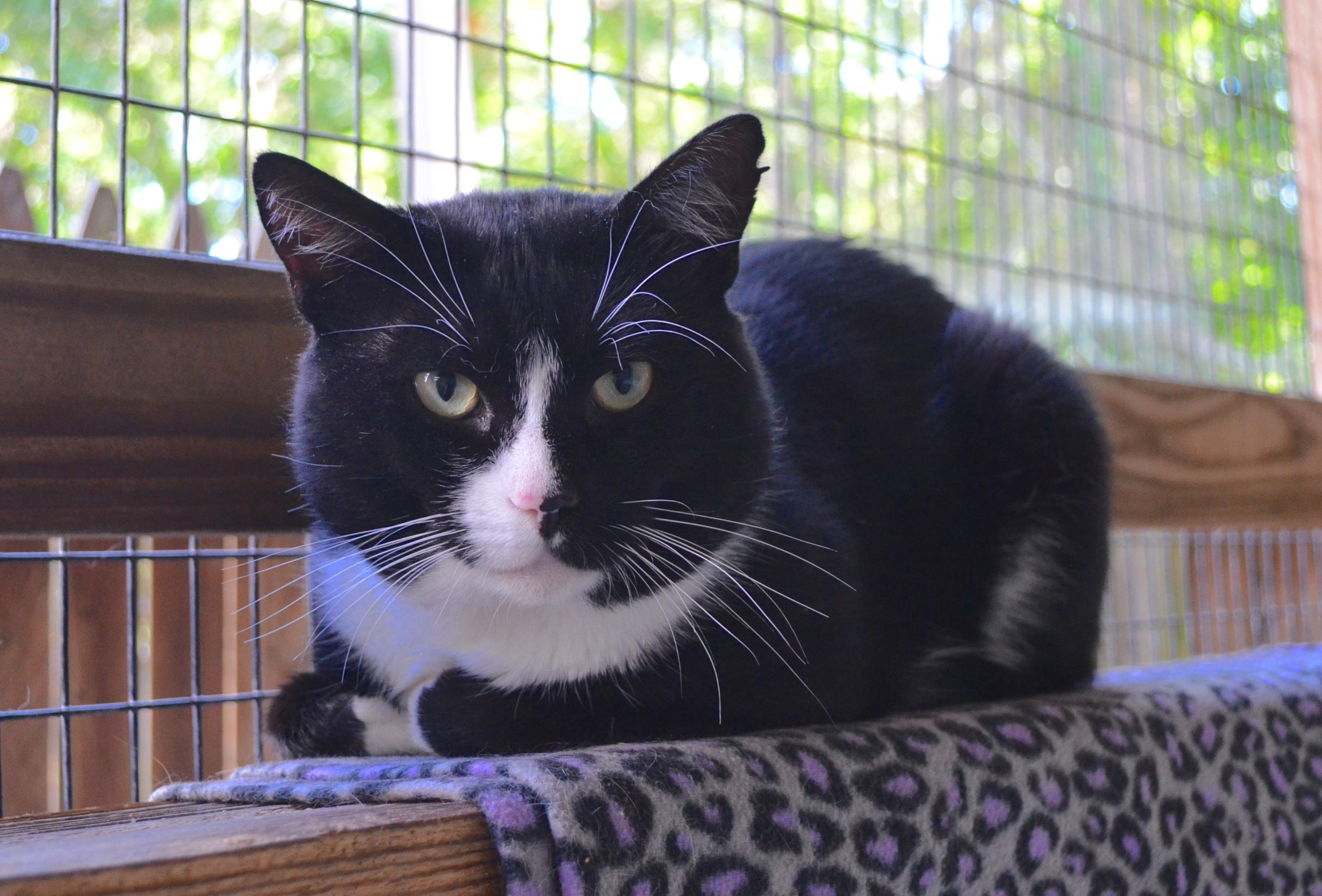 Enlarge Flash, a Adoptable Domestic Short Hair in Westbrook, CT image 4/6