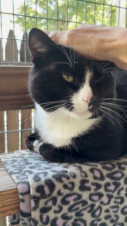 Enlarge Flash, a Adoptable Domestic Short Hair in Westbrook, CT video 2/6
