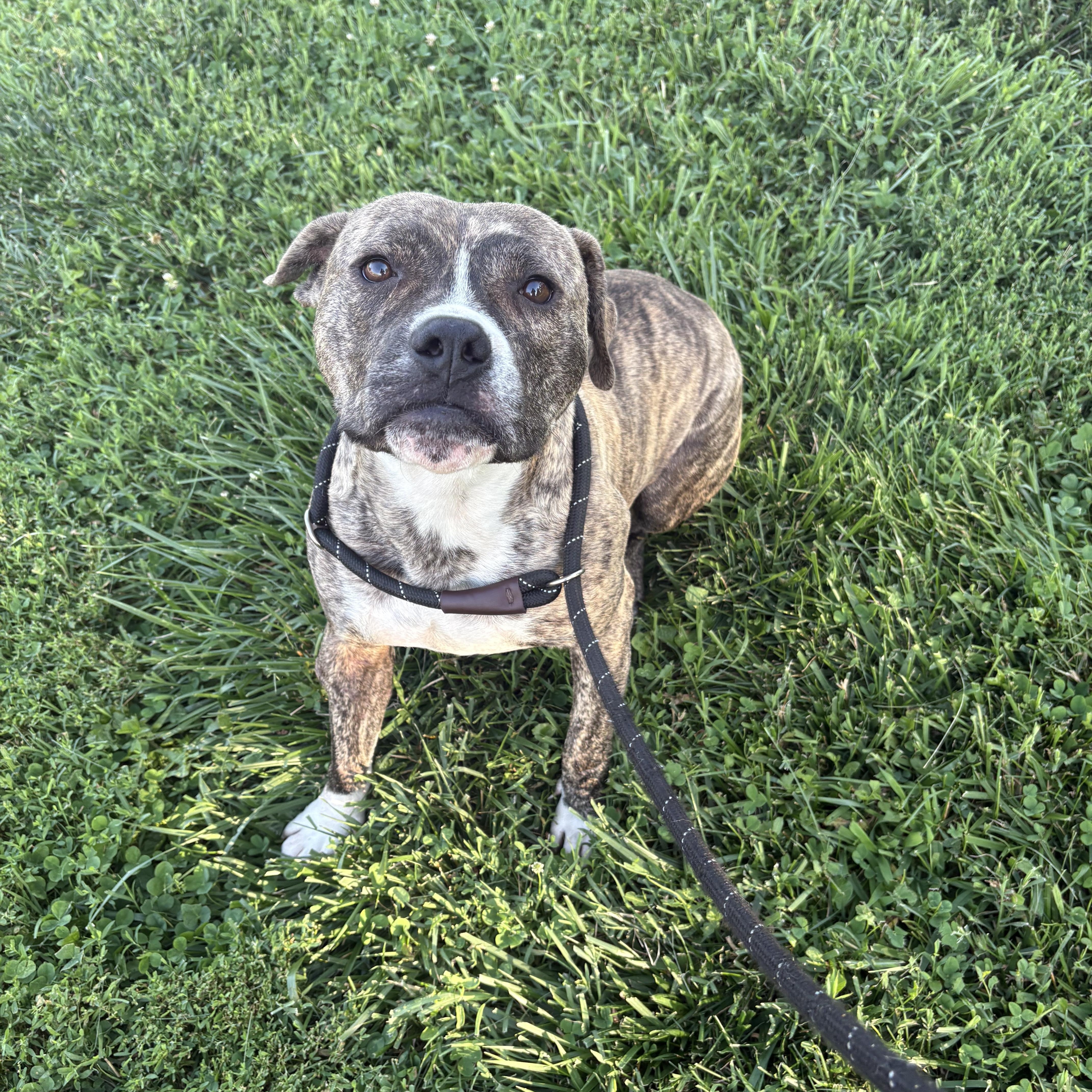 Rocky, Adoptable, Adult Male American Bulldog.