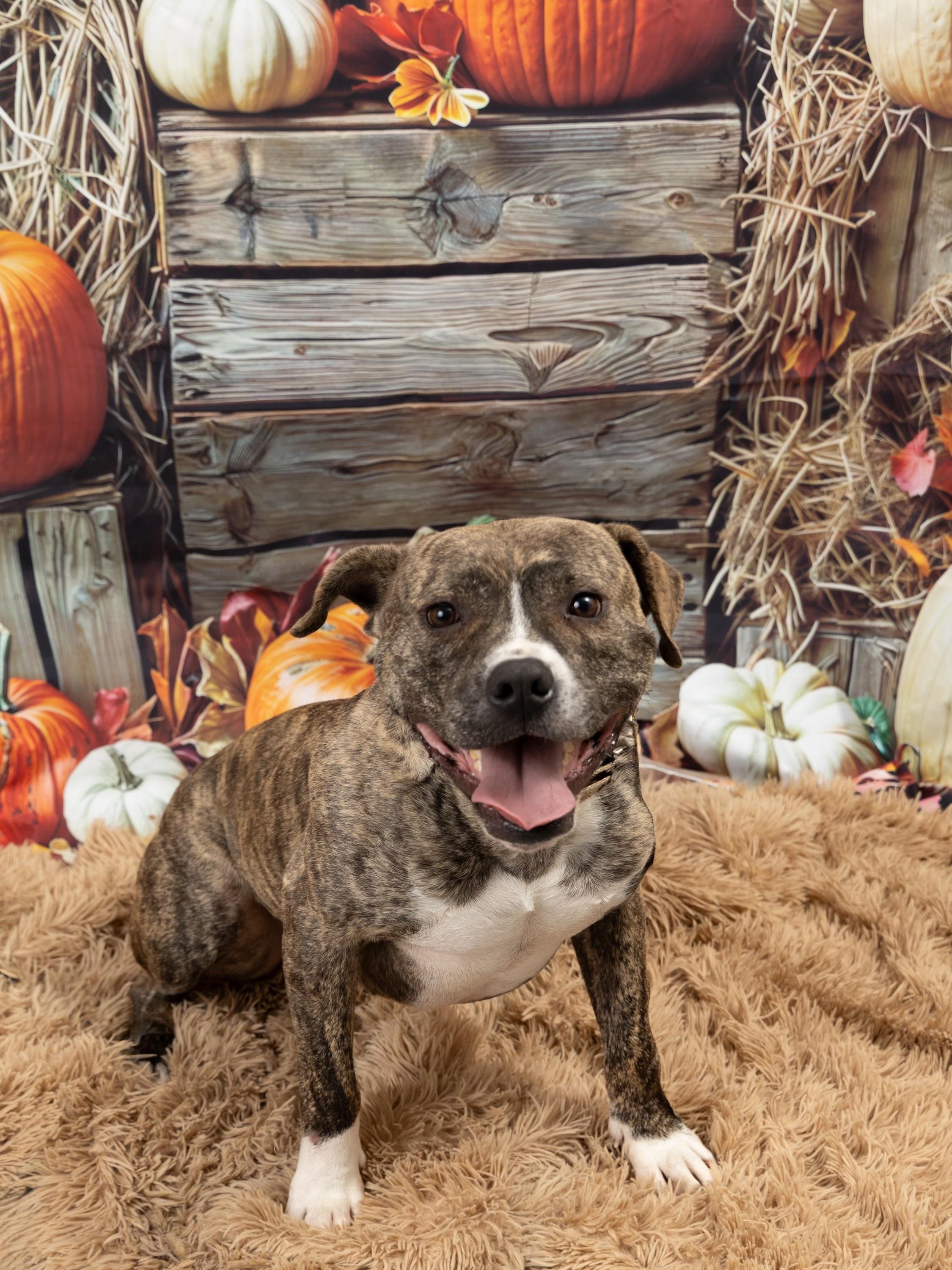 Enlarge Rocky, a Adoptable mixed breed in Blue Springs, MO image 2/3