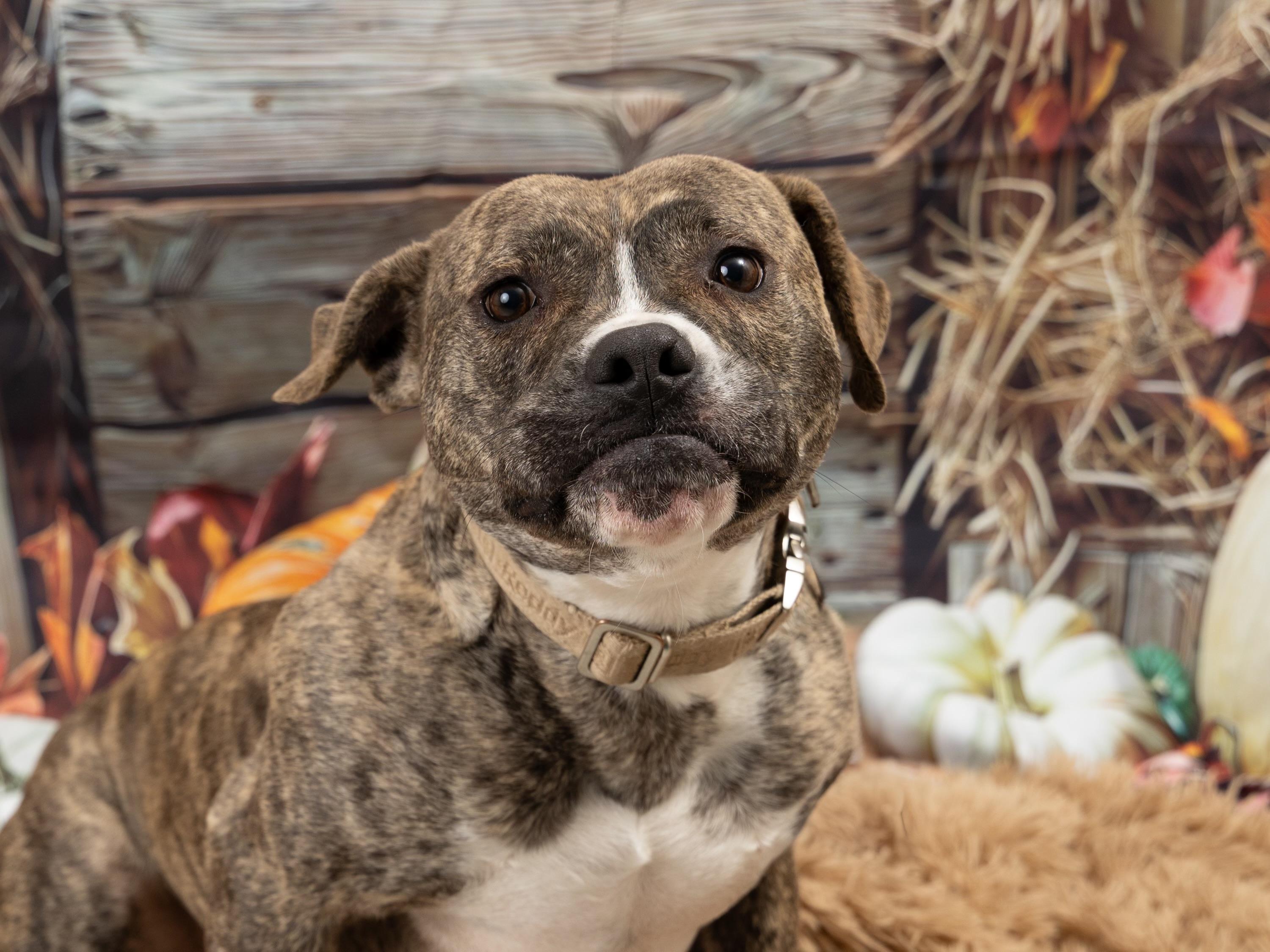 Rocky, Adoptable, Adult Male American Bulldog.