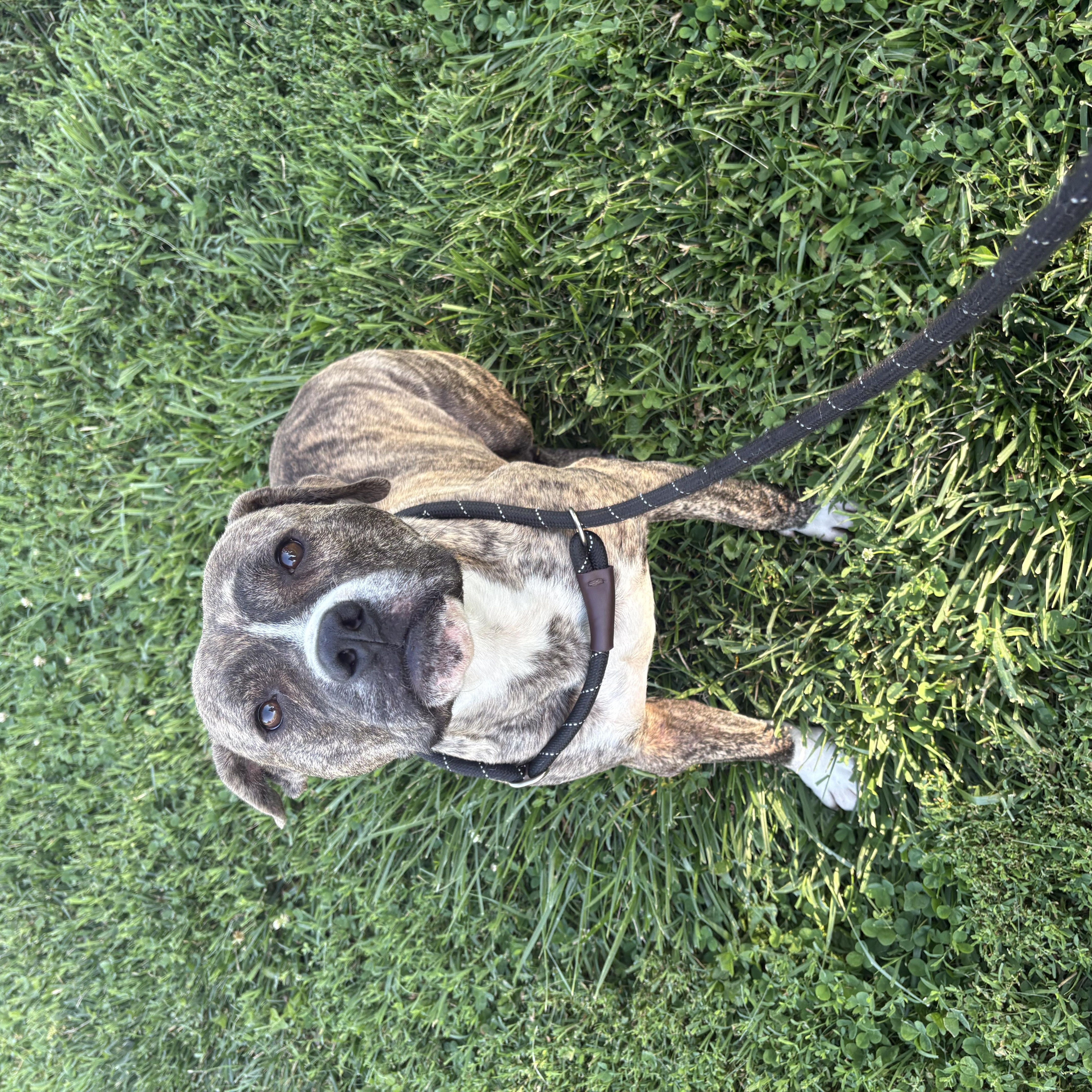 Rocky, Adoptable, Adult Male American Bulldog.