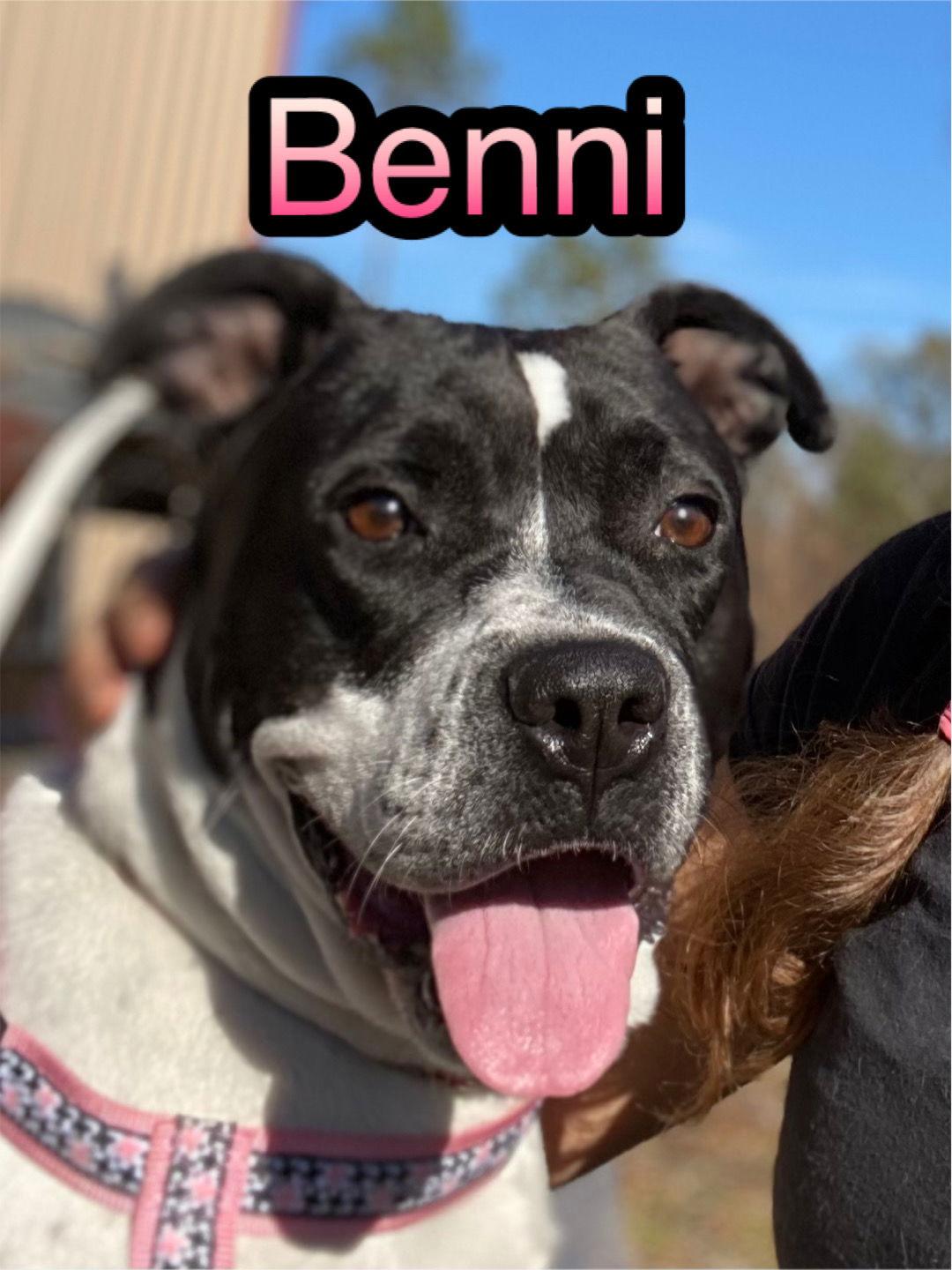 Bennie, Adoptable, Adult Female American Bulldog.