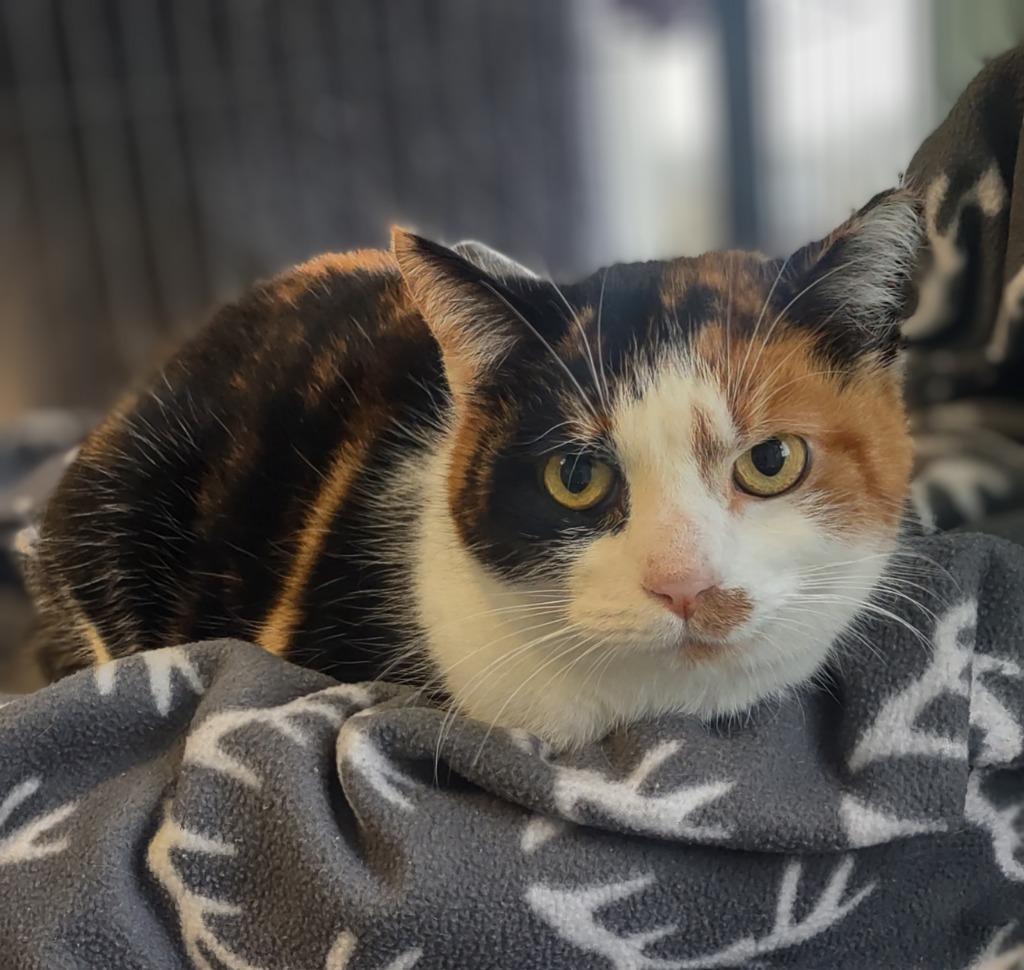 Enlarge Panzy Poodle Pie, a Adoptable mixed breed in Hamilton, OH image 1/1