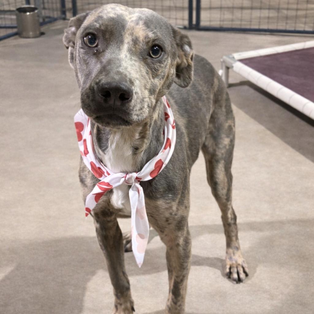 Shelby, Adoptable, Young Female Catahoula Leopard Dog & Mixed Breed.