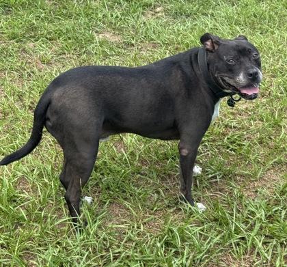 Enlarge Murdock, a ADOPTABLE mixed breed in Inverness, FL image 2/3