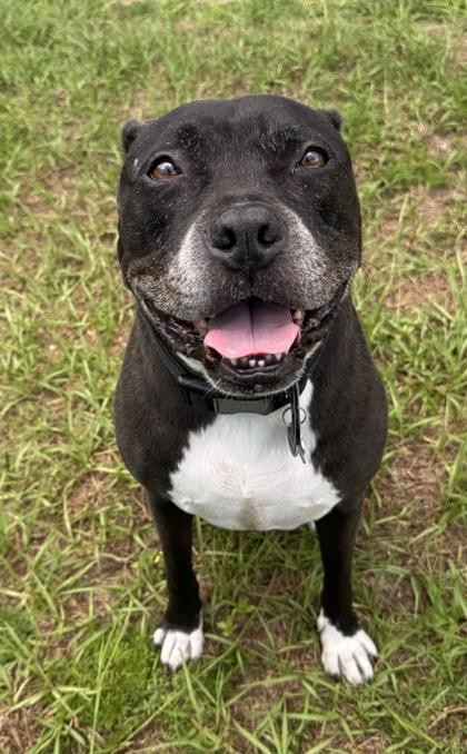 Murdock, ADOPTABLE, Adult Male American Staffordshire Terrier & Pit Bull Terrier.