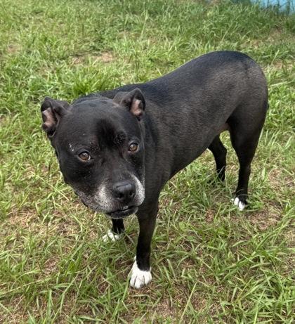 Enlarge Murdock, a ADOPTABLE mixed breed in Inverness, FL image 3/3