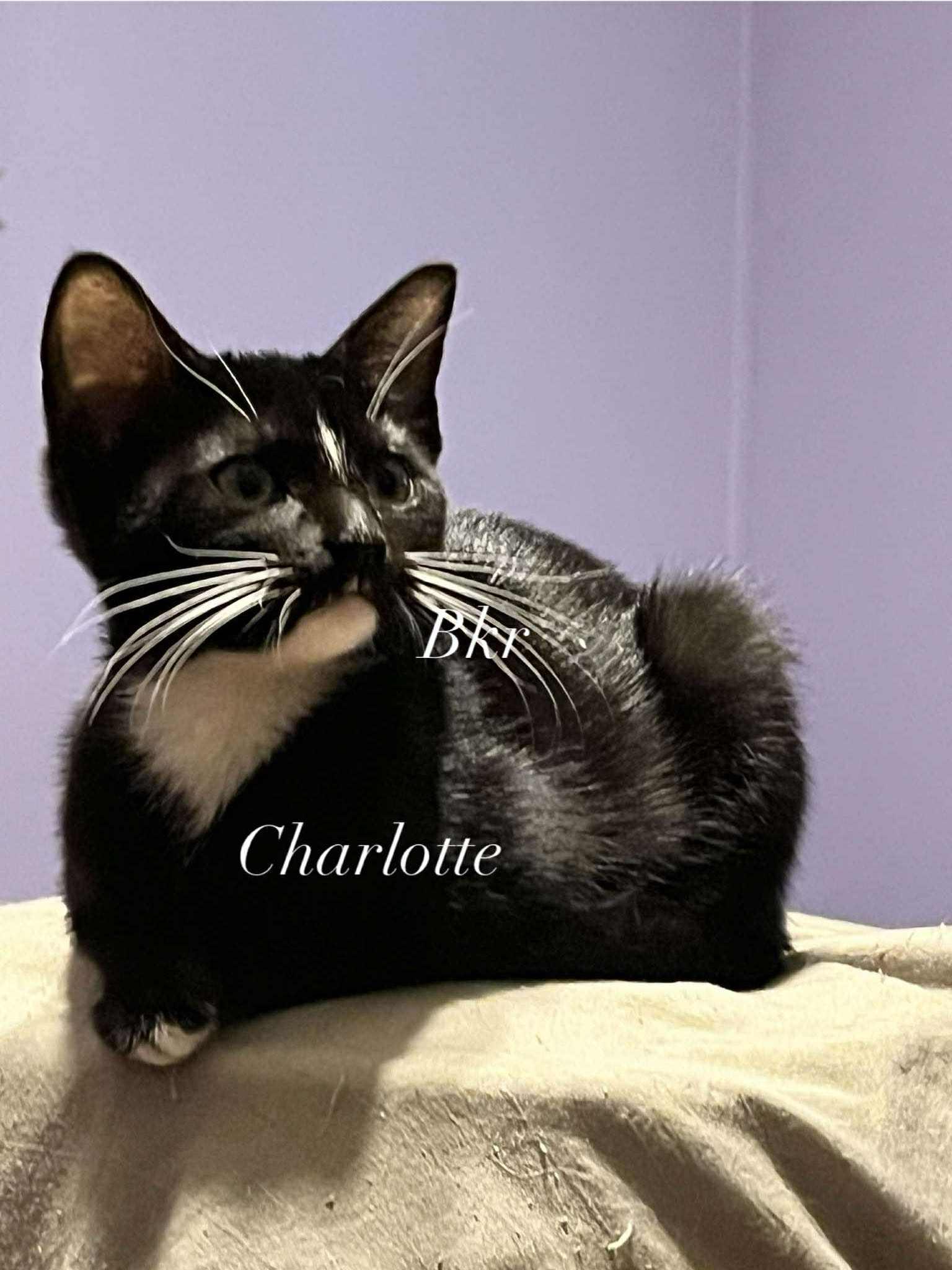 Enlarge The Little Peas, a Adoptable American Shorthair image 5/6