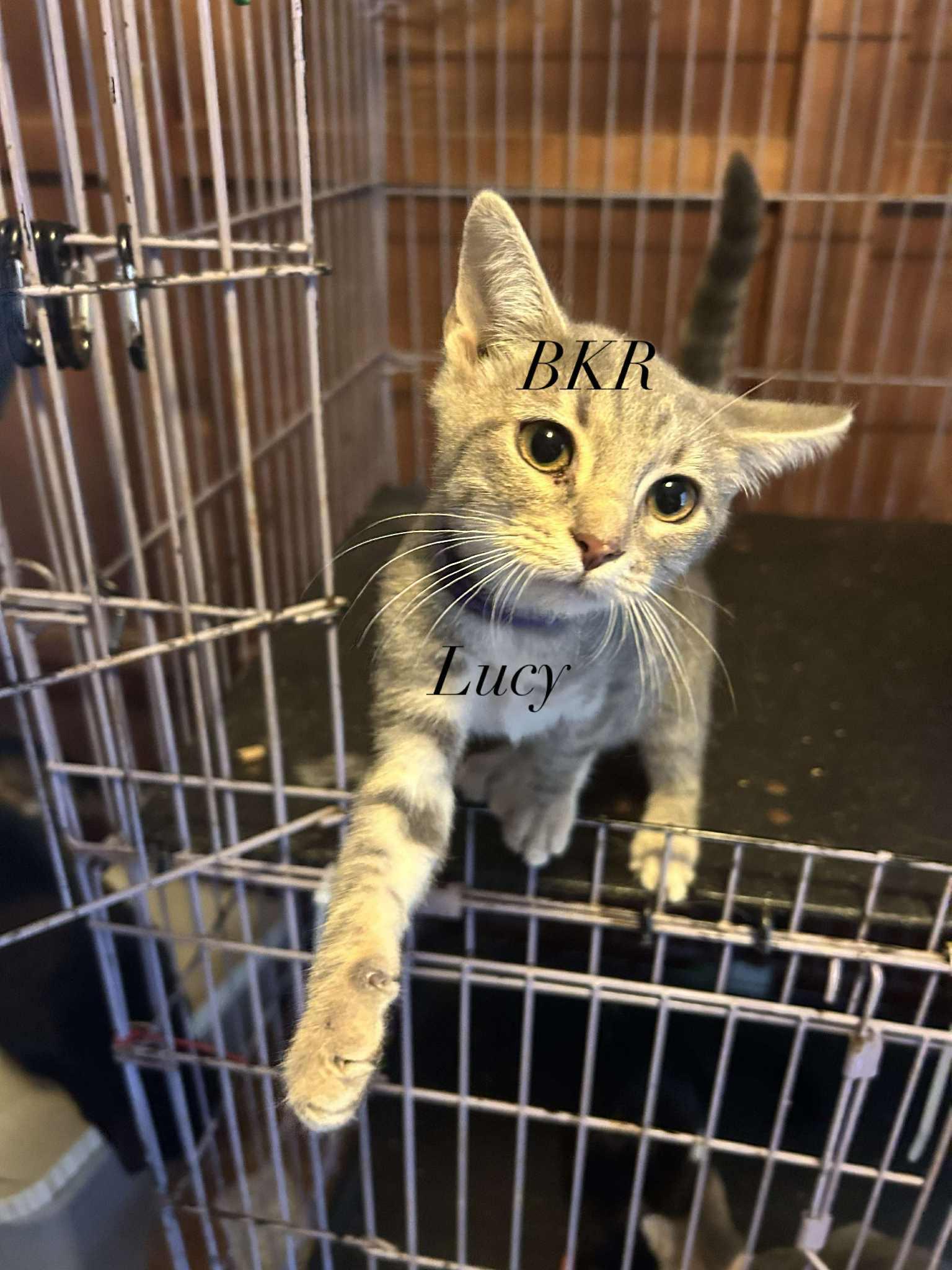 Enlarge The Little Peas, a Adoptable American Shorthair image 6/6