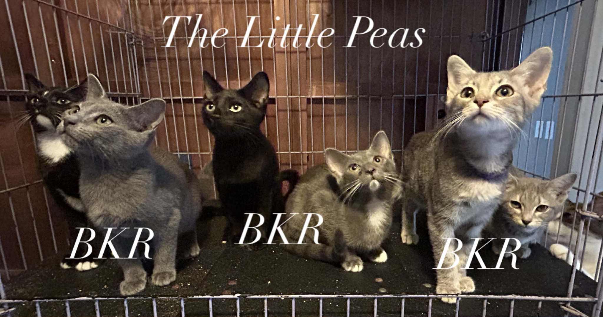 The Little Peas, Adoptable, Kitten Female American Shorthair.