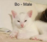 Enlarge Bo, a Adopted mixed breed in Richland Hills, TX image 2/3