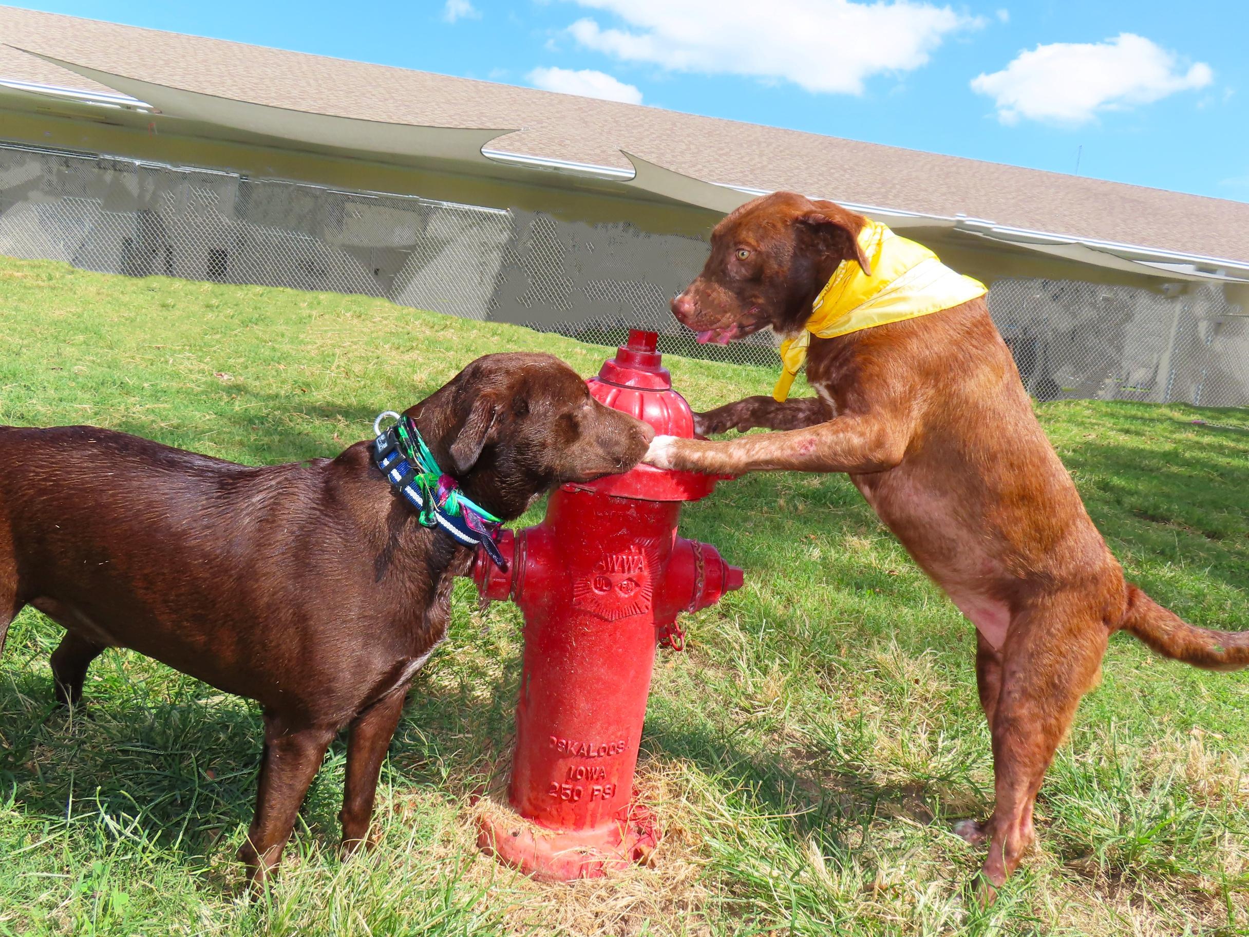 Enlarge Buttercup 26C-244B, a Adoptable Chocolate Labrador Retriever in Rogers, AR image 5/5