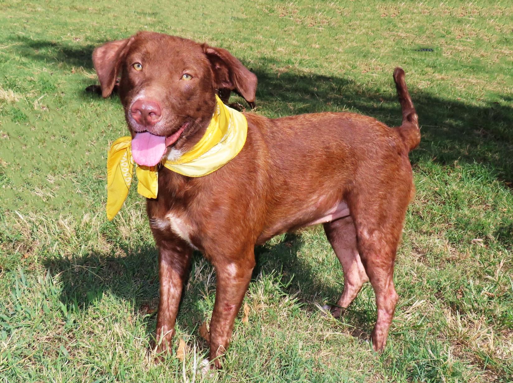 Enlarge Buttercup 26C-244B, a Adoptable Chocolate Labrador Retriever in Rogers, AR image 3/5