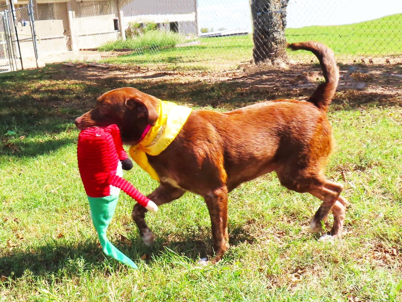 Enlarge Buttercup 26C-244B, a Adoptable Chocolate Labrador Retriever in Rogers, AR image 2/5
