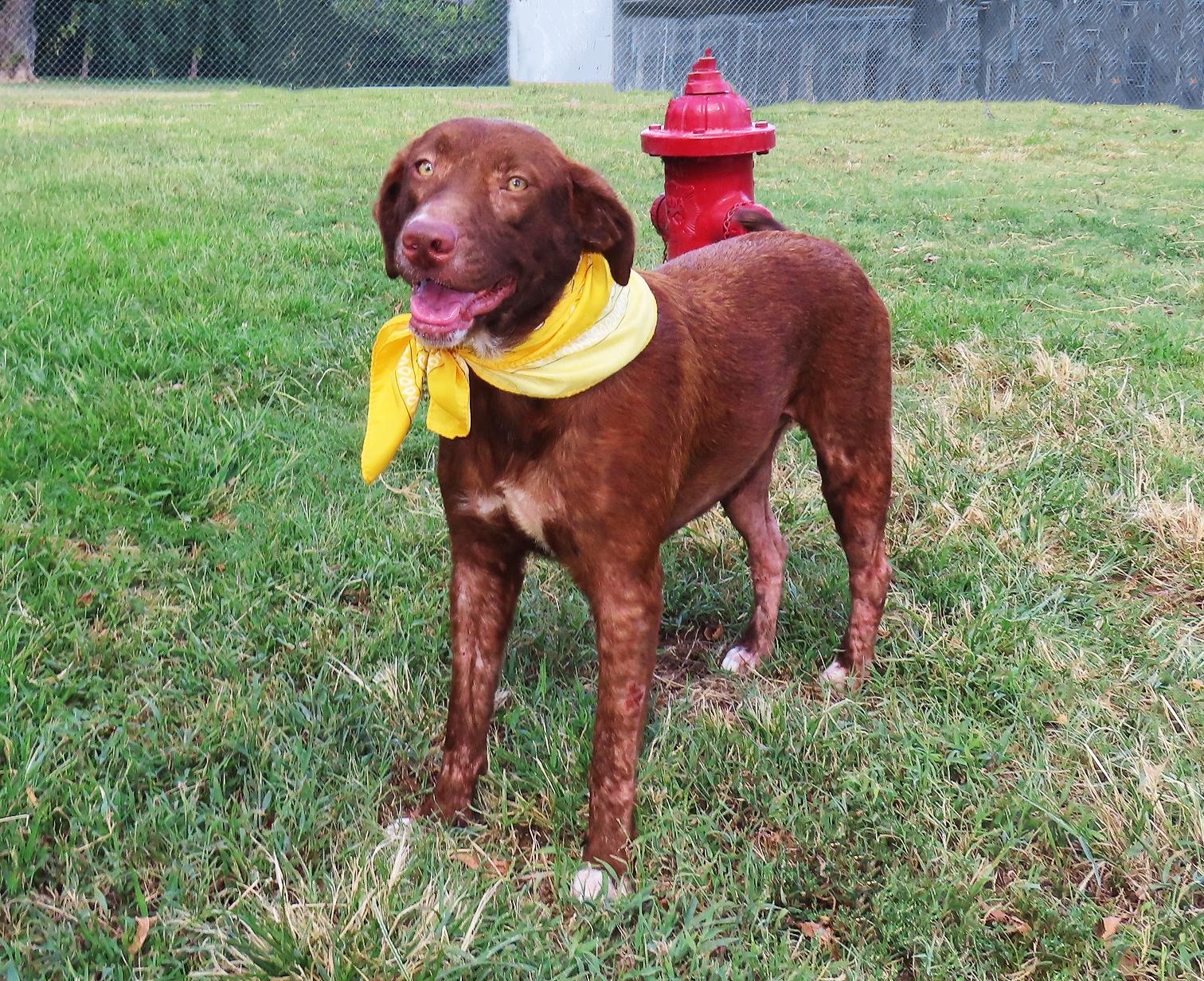 Enlarge Buttercup 26C-244B, a Adoptable Chocolate Labrador Retriever in Rogers, AR image 4/5