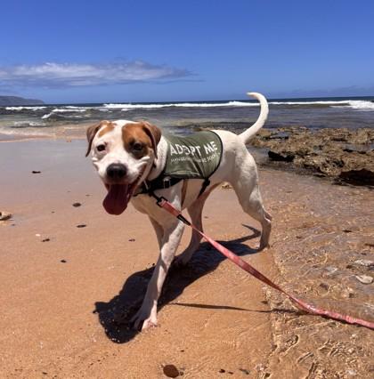 Nala, Adoptable, Adult Female Mixed Breed & Mixed Breed.