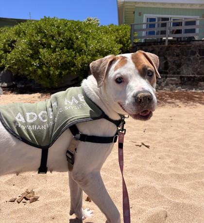 Nala, a Adoptable mixed breed in Honolulu, HI image 1/3