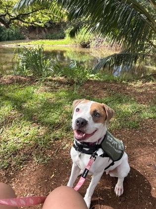 Nala, a Adoptable mixed breed in Honolulu, HI image 2/3