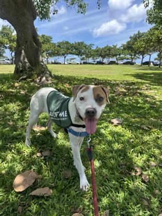 Nala, Adoptable, Adult Female Mixed Breed & Mixed Breed.